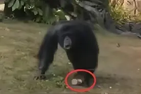 今评弹 | 虽然法律上没规定，但支持猩猩对不文明游客正当防卫图片