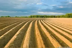 红薯种植起垄的学问图片