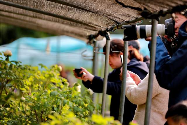 中国洛阳牡丹文化节每日花情专题播报之一含苞欲放