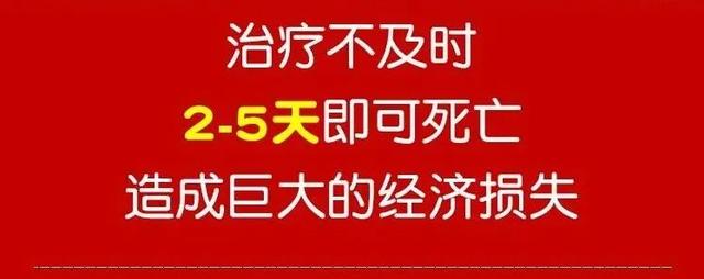 全身软瘫、卧地不起，2-5天死亡！这个方法成功率99%！软瘫不再愁
