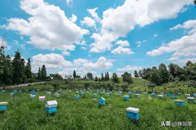 蜜蜂养殖：蜂箱多久开箱检查一次？不同时期开箱时间不同图片