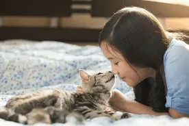 为什么越来越多人养“美短猫”，网友：养了之后就看不上其它猫了图片