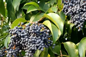 1种树结出“紫葡萄”，果子掉落无人捡，殊不知珍贵，不能轻视！图片