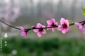某人，我真的好想你图片