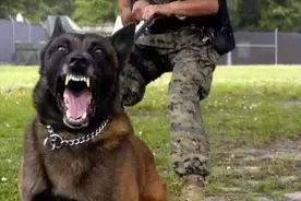 把马犬带回家3个月，我就后悔了图片