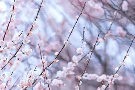 二十句美好诗句，致敬“三八女神节”，愿你芳华自在，笑靥如花图片