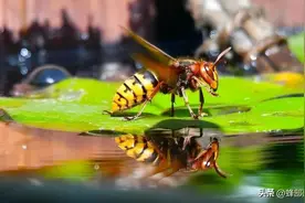 马蜂的危害有多强？被马蜂蛰了，怎么有效处理？老蜂农告诉你图片