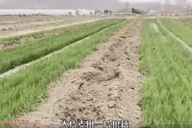 河北种粮大户70亩麦田被毁，农民倒麦田里痛哭，到底怎么回事？图片