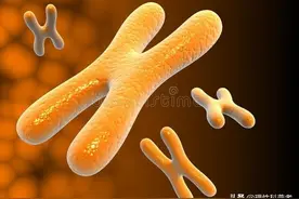 人与狗狗染色体区别，可能是一次突变，区分了人与狗的祖先图片