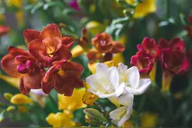 香雪兰的特点介绍图片