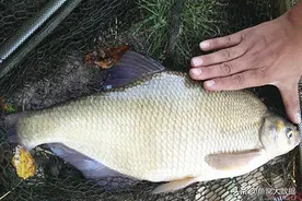 湖北名鱼武昌鱼，曾经一鱼难求，如今却被江苏省变成了家常菜图片