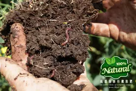 话说本草之 地龙图片