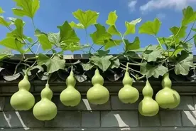 微do又一新计量单位诞生图片
