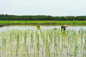 水稻“三控”抗倒绿色节本增效技术图片