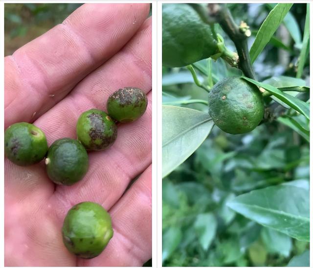 6鏈堢鐞嗭綔鑴辫偉涓ラ噸鑶ㄦ灉鎱㈡垚棣栬闂锛佹灉涓ぇ灏忓樊璺濆ぇ锛岃灗铏梾澶? onerror=