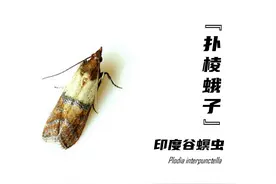 家里的“扑棱蛾子”是哪来的？怎么摆脱它们？图片