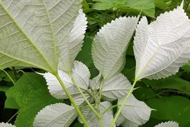 农村地边常见苎麻，有中国国宝，千年不烂软黄金的称号，保护好它图片