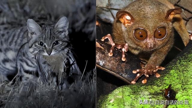 熊猫：真实存在的上古恐惧，为什么只有人类觉得大熊猫很可爱？