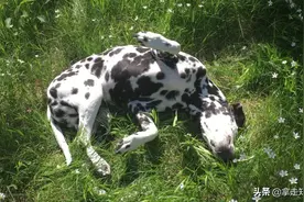 为什么狗喜欢在草地上打滚？对狗来说安全么？这三种情况立即停止图片