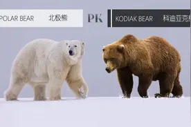 作为现存最大食肉动物，北极熊是不是陆地食肉动物“单挑王”？图片