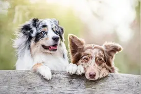 狗狗交配连在一起，可以强行分开吗？图片