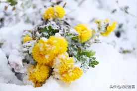 雪中冬菊五首：庭菊有佳色，相随次第雪中开图片