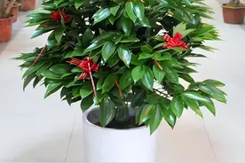 北阳台适合耐阴植物，盘点10种耐阴植物，个个“皮实”图片