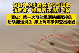消费者称入住深圳一全季酒店，发现蟑螂在床上爬！“换房后又遇到飞蚁！”酒店回应图片