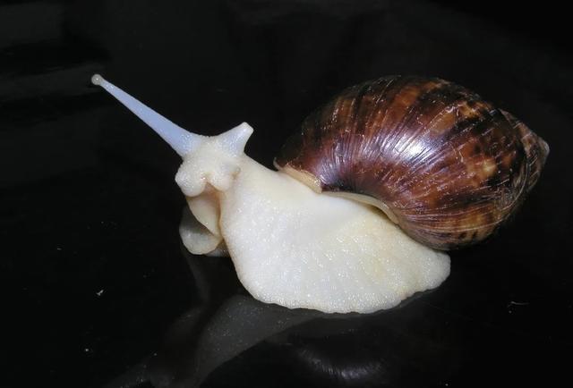 非洲大蜗牛美味又营养，为何不建议食用也不要去敷脸