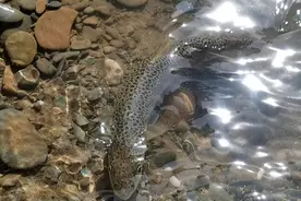 消失18年，极度濒危物种川陕哲罗鲑再现青海，它遭遇了什么苦难？图片