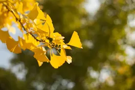 100句“秋”字飞花令，你能坚持到第几轮？图片