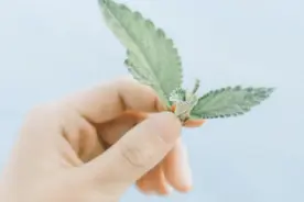 老了以后，丁克族的日子，可能比我们想象的更残忍图片