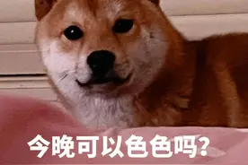 表情包：一些狗狗的沙雕表情包图片