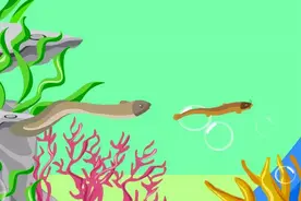 黄鳝很可怕？连蛇都不敢轻易捕食？现实并非如此，科学解析其奥秘图片