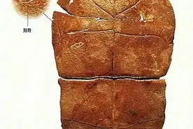 世界上有5000多种语言，只有中文是表意文字，凭什么图片