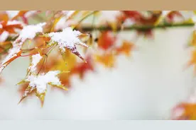 春夏养阳、秋冬养阴，冬季滋补推荐三款药膳图片