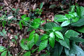 深山里珍贵的植物，民间俗称“石老鼠”，如今成稀罕货，不多见了图片