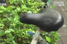 南京：车停树下落满“油滴”？原来是蚜虫的分泌物图片