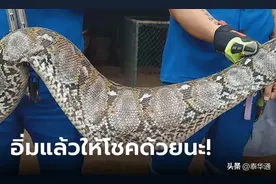 泰国民众家中闯入3.5米长大蟒蛇！价值3万斗鸡被吃图片