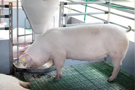 科学养猪：饲料中不加抗生素能加什么？哪些对替抗有用？图片