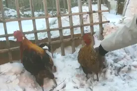 哭笑不得！河北一男子家的两只鸡“越狱”，结果竟站在雪中被冻死图片