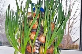 还在天天傻傻买葱？三种简单方法，小葱不用买图片