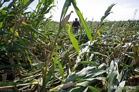 两个玉米品种混播，就像一男一女“结婚啦”图片