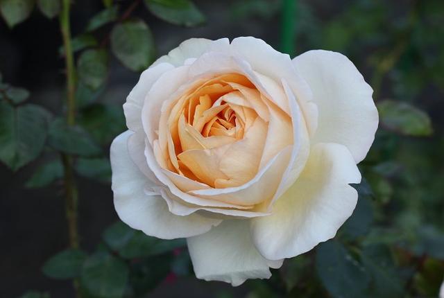 ����÷������ɫ��ܽ���� Golden Yves Piaget