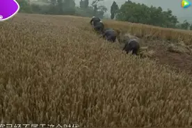 麦客—随时代消失的职业图片