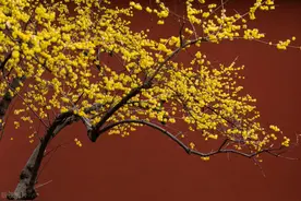 如何栽培和养护腊梅图片