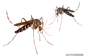 夏天蚊子很多，教你5种安全有效的驱蚊小妙招，赶快来看看吧图片