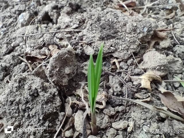 ��ս�ڰ���OPPO K11���⣺ͬ��λ�����ҵ�����ǿӰ���ֻ�