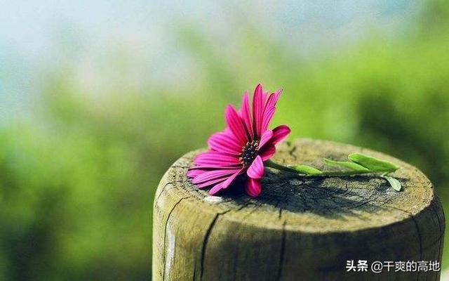 散文丨格 致：爱情故事