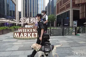 狗狗穿上西装在办公楼“打工”，火了！图片